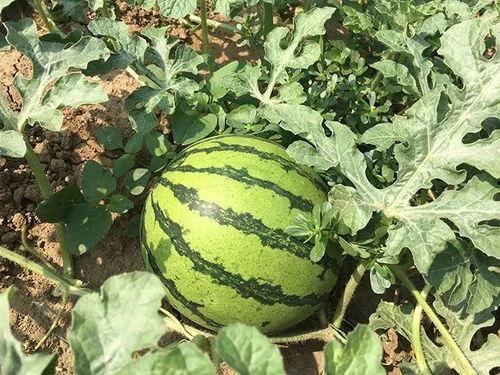 疫情期间大厂吃瓜,大厂员工吃瓜记