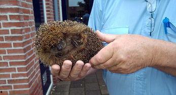 刺猬吃瓜痕迹图片高清,刺猬吃瓜痕迹，揭秘自然界的奇妙瞬间