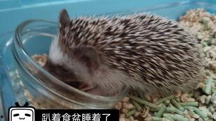 刺猬吃瓜痕迹图片高清,刺猬吃瓜痕迹，揭秘自然界的奇妙瞬间