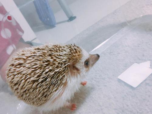 刺猬吃瓜痕迹图片高清,刺猬吃瓜痕迹，揭秘自然界的奇妙瞬间