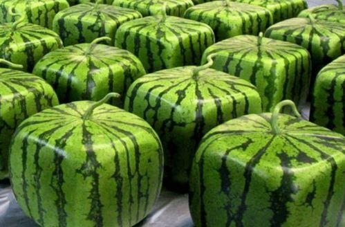 疫情期间大厂吃瓜,大厂员工吃瓜记