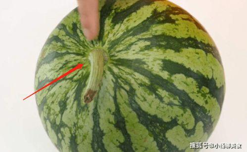 瓜梗怎么吃,探索创意瓜梗食用新方法