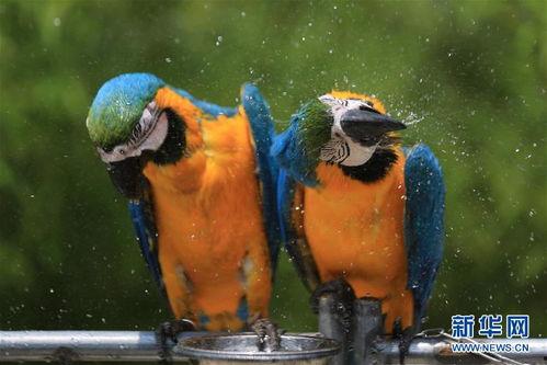 动物吃瓜美术图片,动物们的美食盛宴