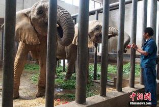 动物吃瓜美术图片,动物们的美食盛宴