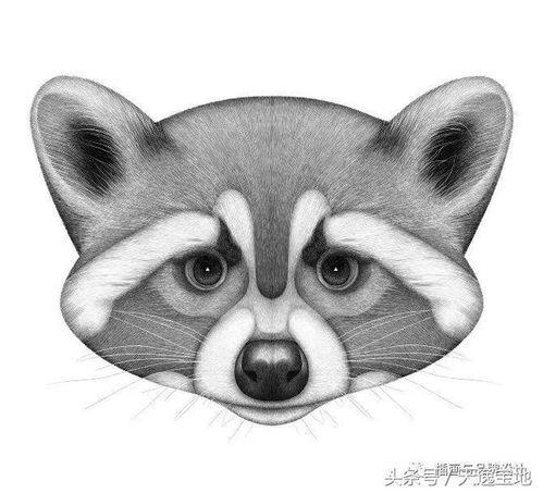 动物吃瓜美术图片,动物们的美食盛宴