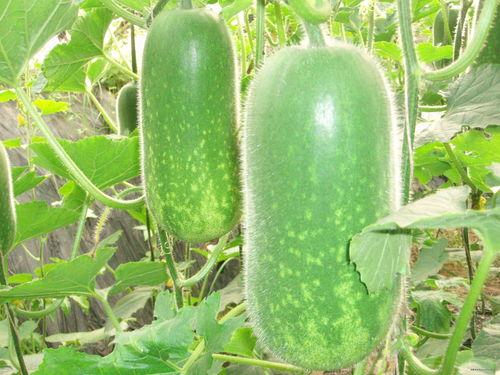 吃瓜种瓜卖瓜的说说,揭秘瓜农的甜蜜生活与市场风云