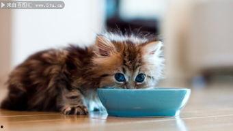 好奇吃瓜小猫图片,好奇吃瓜小猫的趣味瞬间