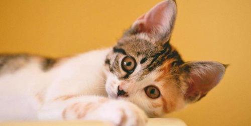 好奇吃瓜小猫图片,好奇吃瓜小猫的趣味瞬间