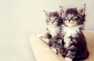 好奇吃瓜小猫图片,好奇吃瓜小猫的趣味瞬间