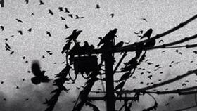 西瓜视频乌鸦吃瓜,西瓜视频里的趣味瞬间