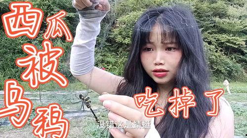 西瓜视频乌鸦吃瓜,西瓜视频里的趣味瞬间