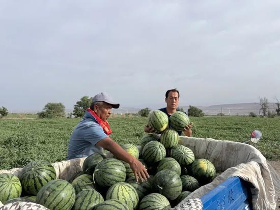 挑瓜买瓜又吃瓜下一句是啥,揭秘瓜农的智慧与生活