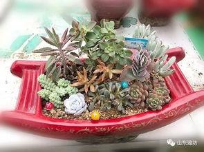 吃瓜少女多肉,揭秘娱乐圈的甜蜜与苦涩