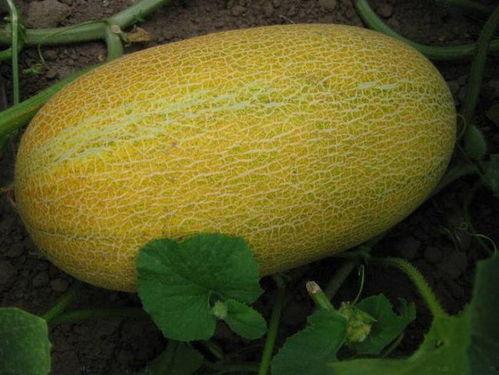 秋后吃哈密瓜,尽享哈密瓜的甘甜美味