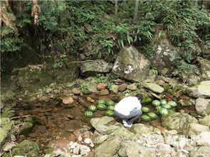 溪边吃瓜视频,夏日悠闲时光