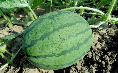 和瓜有关的吃的,探寻与瓜有关的美食世界