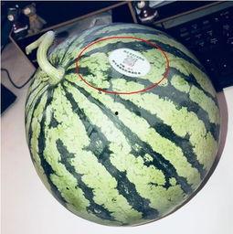 吃瓜贵阳网红,吃瓜群众的美食探秘之旅