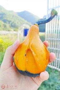 巫溪吃瓜,吃瓜也能吃出地方风情