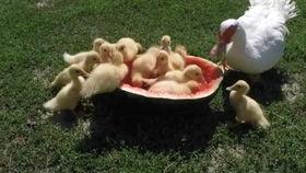 喂布鸭子吃瓜,一场欢乐的夏日互动