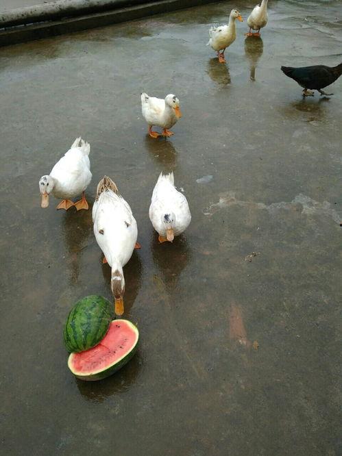 喂布鸭子吃瓜,一场欢乐的夏日互动