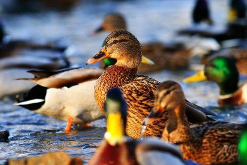 喂布鸭子吃瓜,一场欢乐的夏日互动
