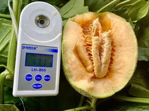 收藏吃瓜合集,盘点热门收藏吃瓜合集