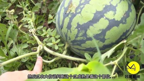 吃瓜甜视频,带你领略网络短视频的魅力