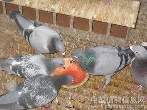 帅鸽吃瓜,揭秘娱乐圈幕后故事