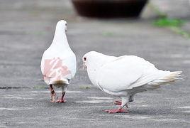 帅鸽吃瓜,揭秘娱乐圈幕后故事