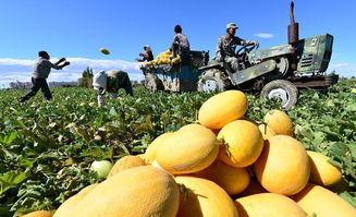 单县终兴吃瓜,探寻瓜乡风情，品味田园生活