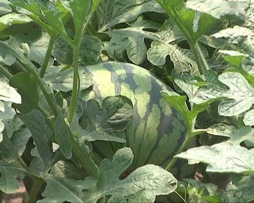 吃瓜文雅的说法,揭秘娱乐圈幕后那些事儿