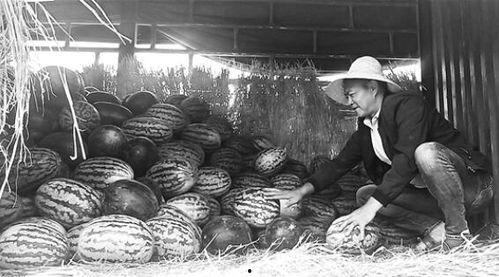 即墨吃瓜群众事件,一场网络舆论的风暴与反思