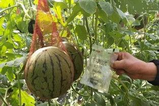 吃瓜群众靖 雨,吃瓜群众的趣味解读