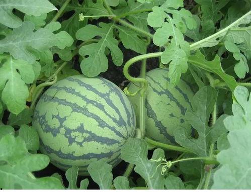 我吃西瓜里面的肉吃吃瓜