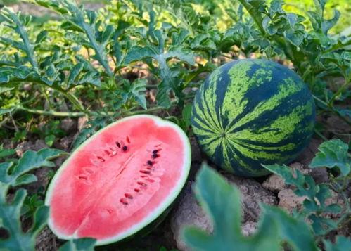 刘家梁吃瓜,娱乐圈的“瓜田”再起波澜