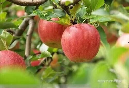 南岸苹果城吃瓜事件,一场引发热议的社区冲突