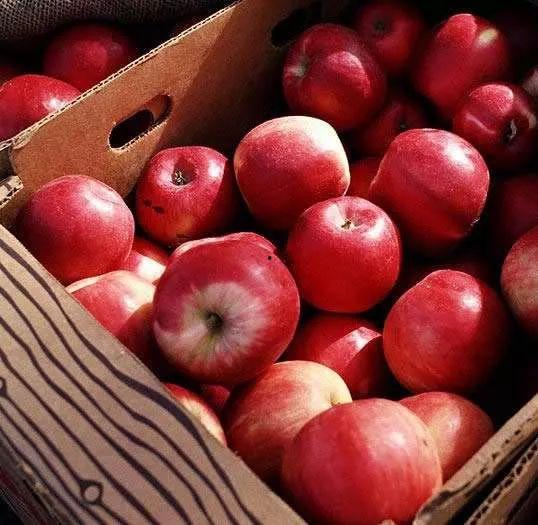 南岸苹果城吃瓜事件,一场引发热议的社区冲突