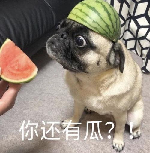 吃瓜表情包和尚,趣味横生的网络文化现象