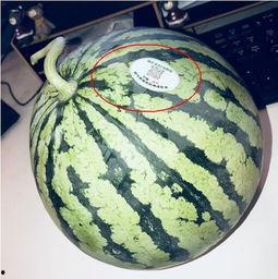 吃瓜网红群,揭秘网络红人的幕后生活