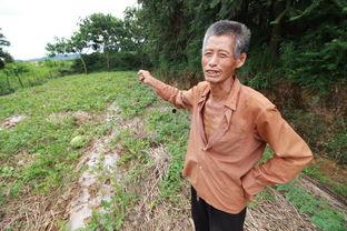 给老伴吃瓜,给老伴的瓜果盛宴