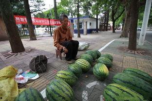 给老伴吃瓜,给老伴的瓜果盛宴