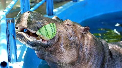 动物吃的瓜冻怎么吃的