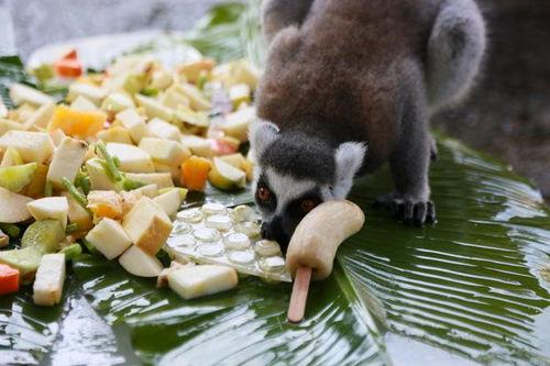 动物吃的瓜冻怎么吃的