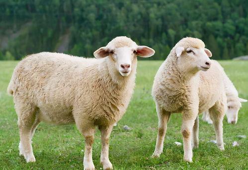 羊吃红瓜叶怎么处理,羊误食红瓜叶紧急处理攻略