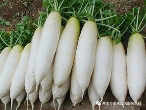 羊吃红瓜叶怎么处理,羊误食红瓜叶紧急处理攻略