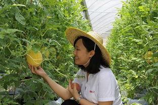 青州城西吃瓜,夏日消暑美食之旅