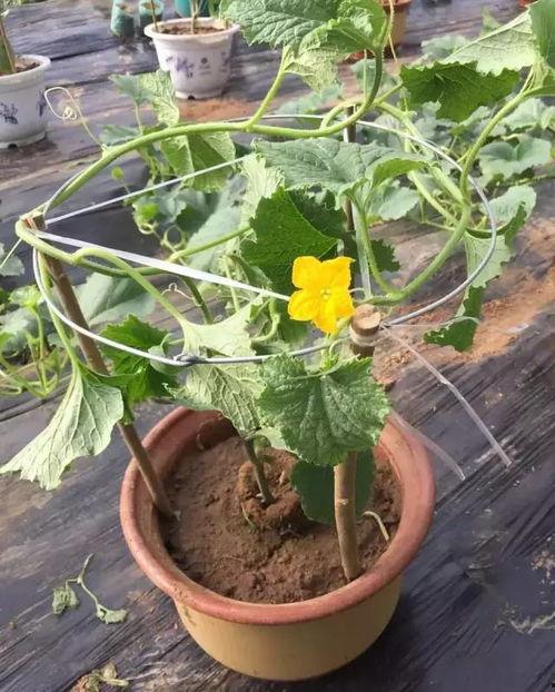 青州城西吃瓜,夏日消暑美食之旅