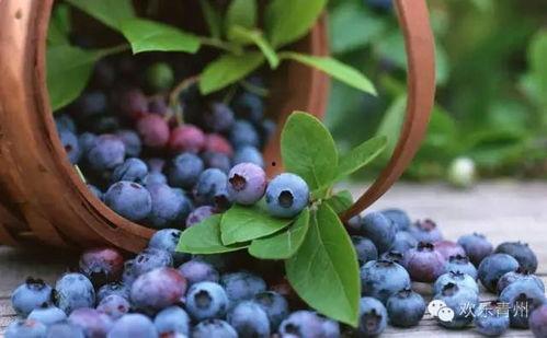 青州城西吃瓜,夏日消暑美食之旅
