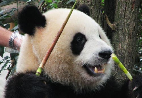 熊猫吃大瓜,大瓜盛宴的甜蜜邂逅