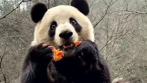 熊猫吃大瓜,大瓜盛宴的甜蜜邂逅